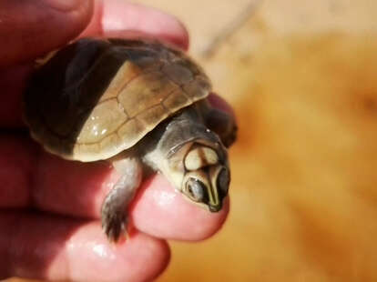 1M Amazon River Turtles Released to Help the Species' Population - NowThis