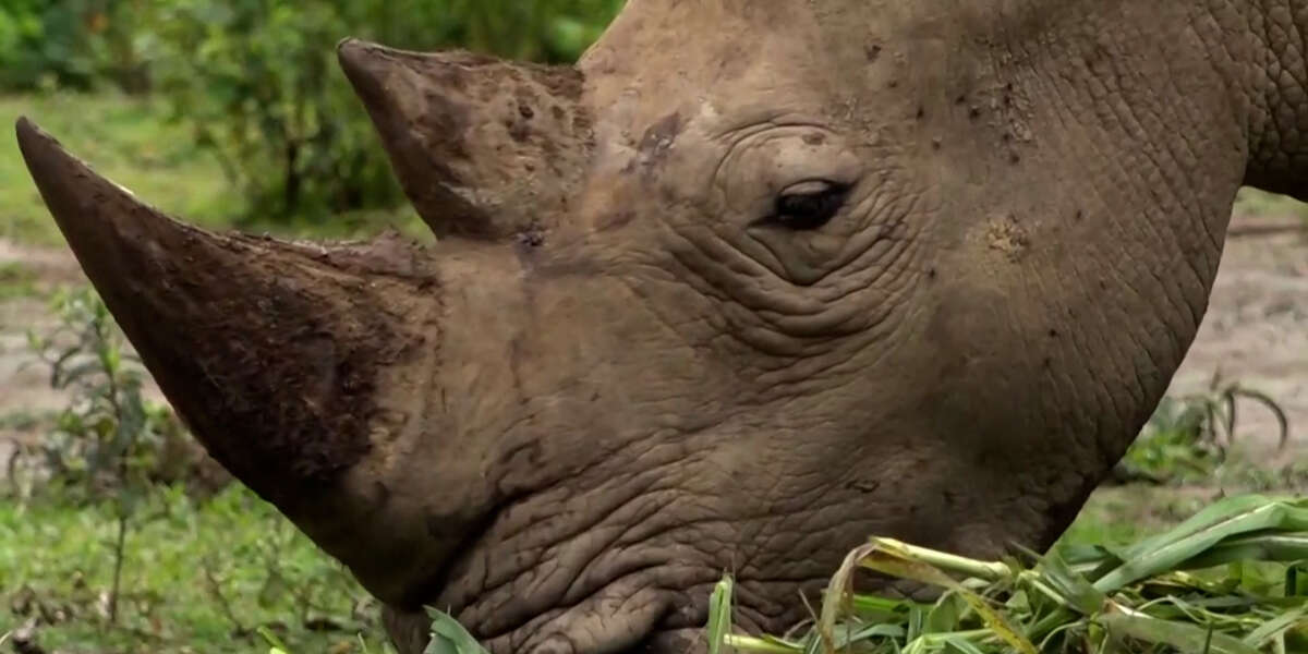Ugandan Ranch Aims to Rebuild White Rhino Population - Vimarsana News