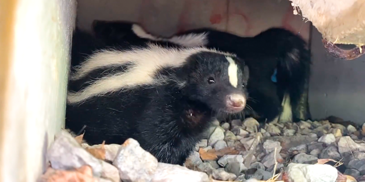 Trapped Mama and Baby Skunk Are Freed From Under Porch Videos The Dodo
