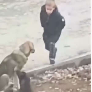 Boy Stops To Hug Stray Dogs When He Thinks That No One's Watching