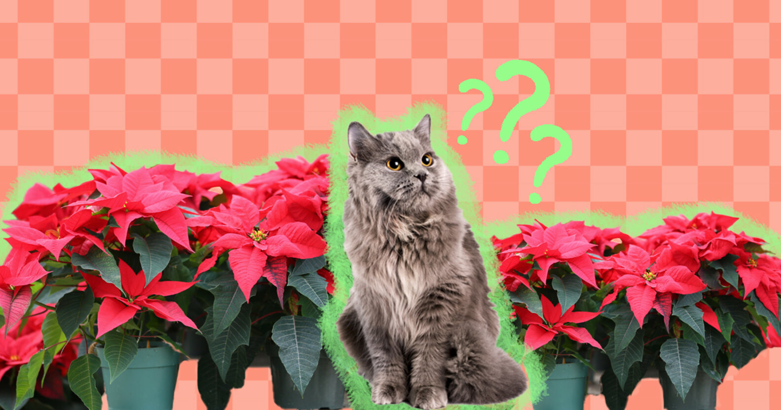 Are Poinsettias Poisonous To Cats? What To Know About This Plant