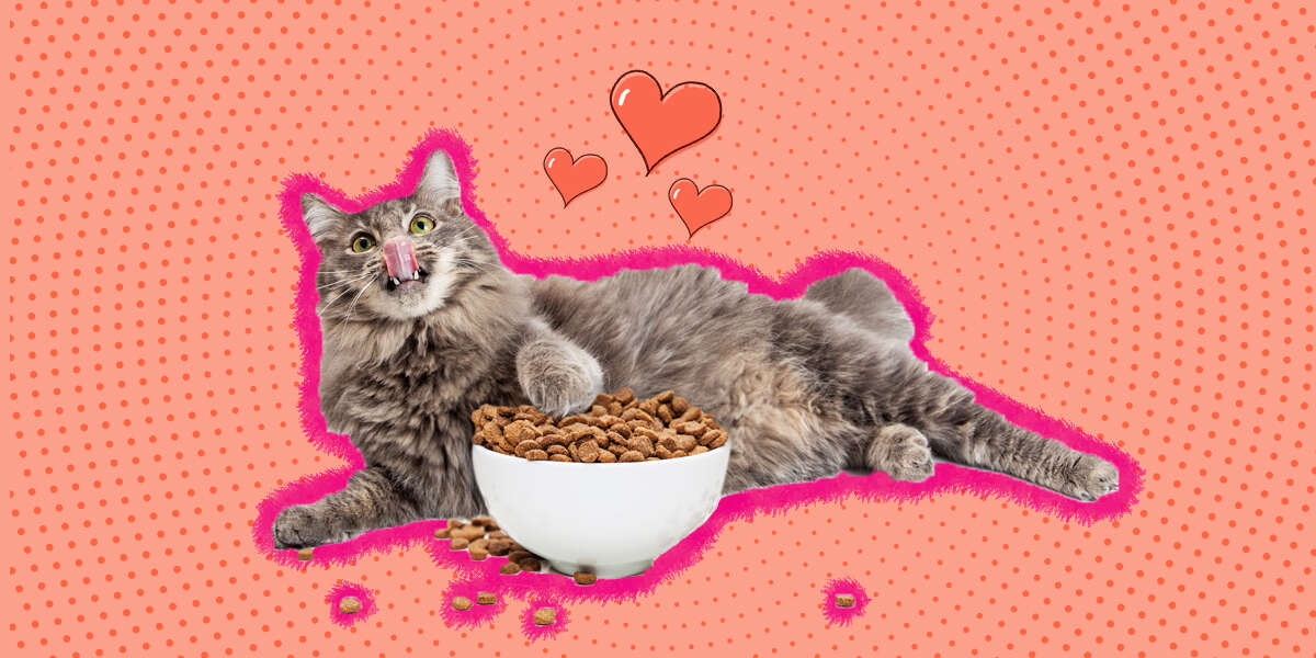 How Much Should I Feed My Cat? - DodoWell - The Dodo