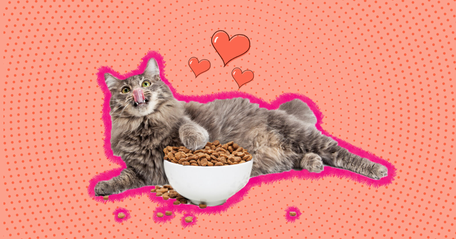 How Much Should I Feed My Cat? DodoWell The Dodo