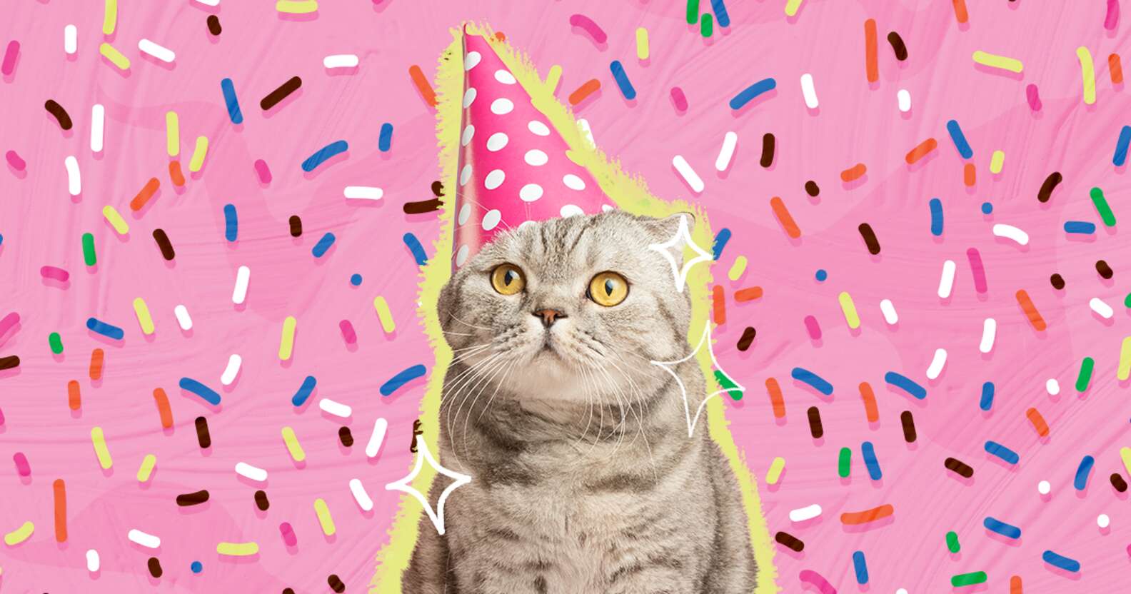 A Guide To Giving Your Cat The Best Birthday Ever DodoWell The Dodo a-guide-to-giving-your-cat-the-best-birthday-ever-dodowell-the-dodo
