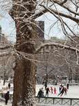 The Boston Common Frog Pond