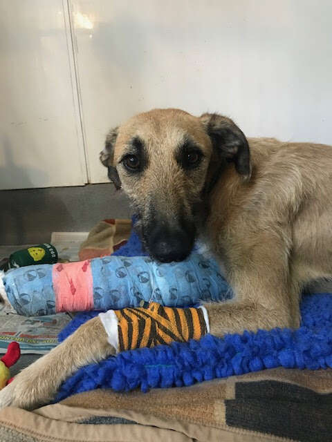 dog with broken leg