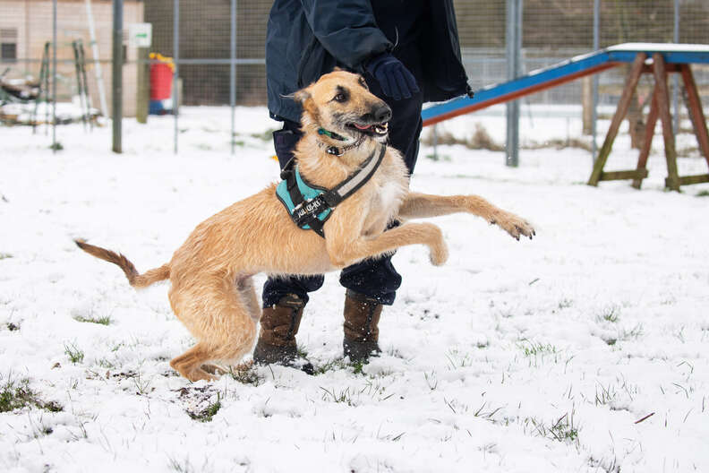 happy dog