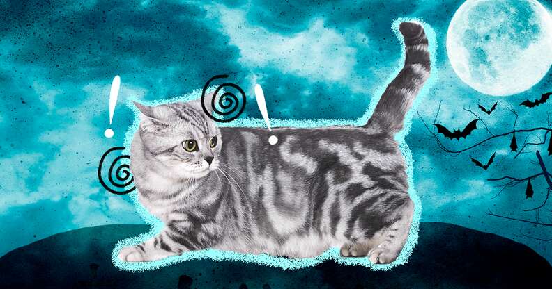 Cat Anxiety Causes Symptoms And Treatment DodoWell The Dodo