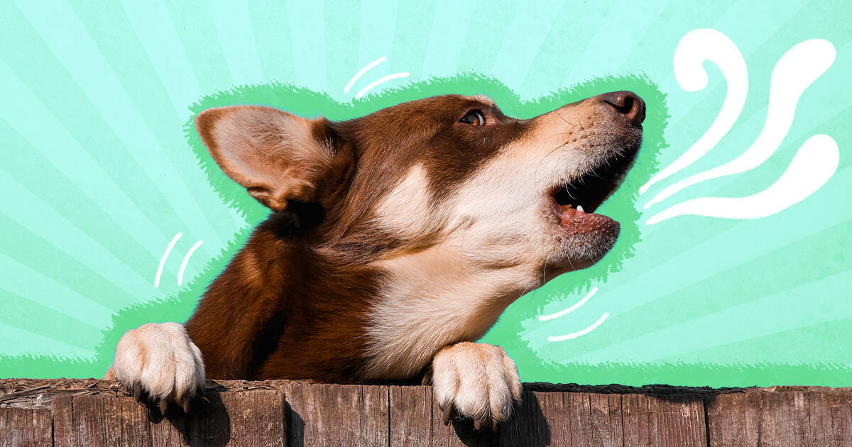 do dogs howl when they are in pain