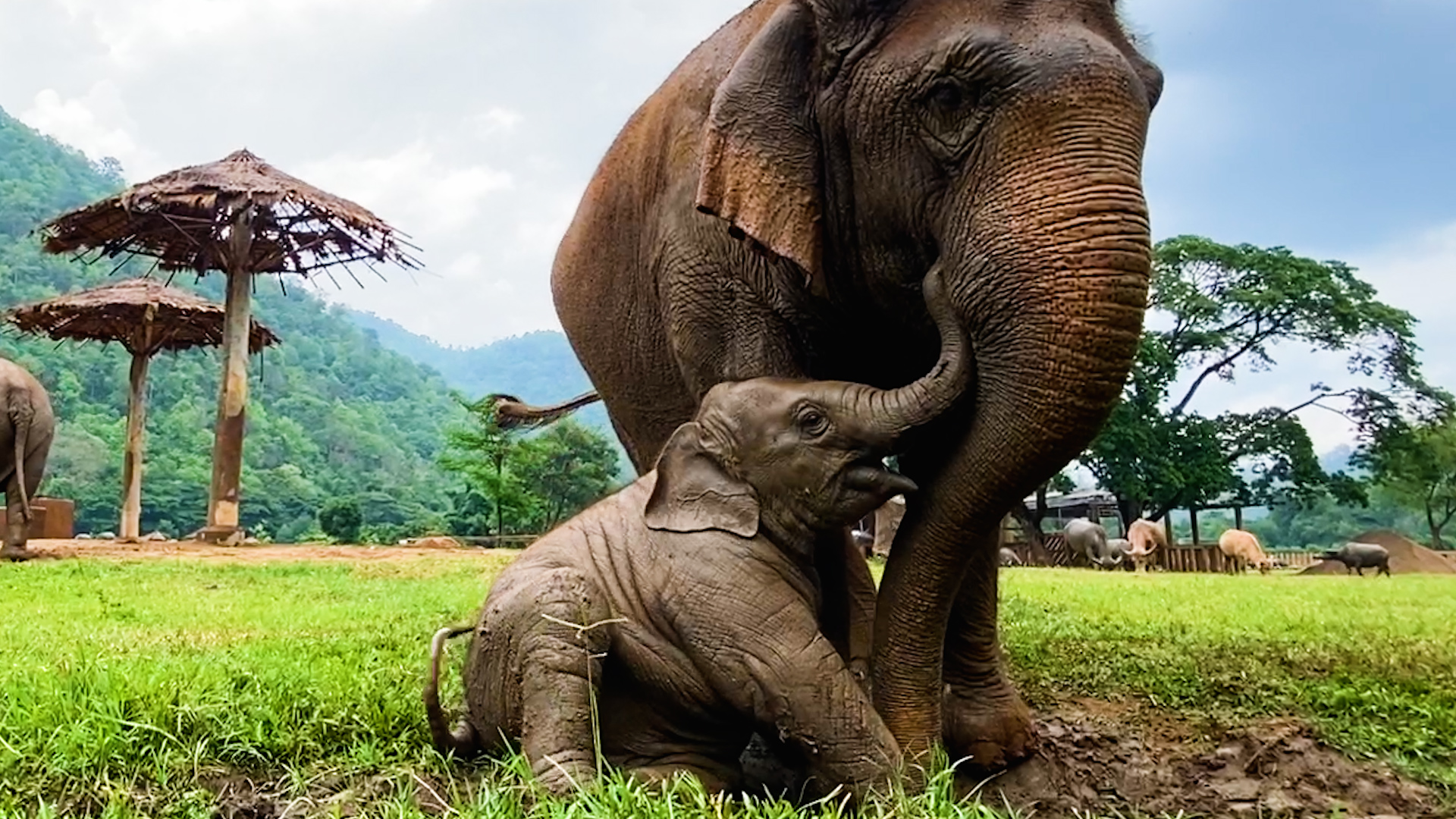 Baby Elephant Grows Insane Bond With Nanny Elephant After Being Rescued With Her Mother From Horrible Conditions - Videos - The Dodo