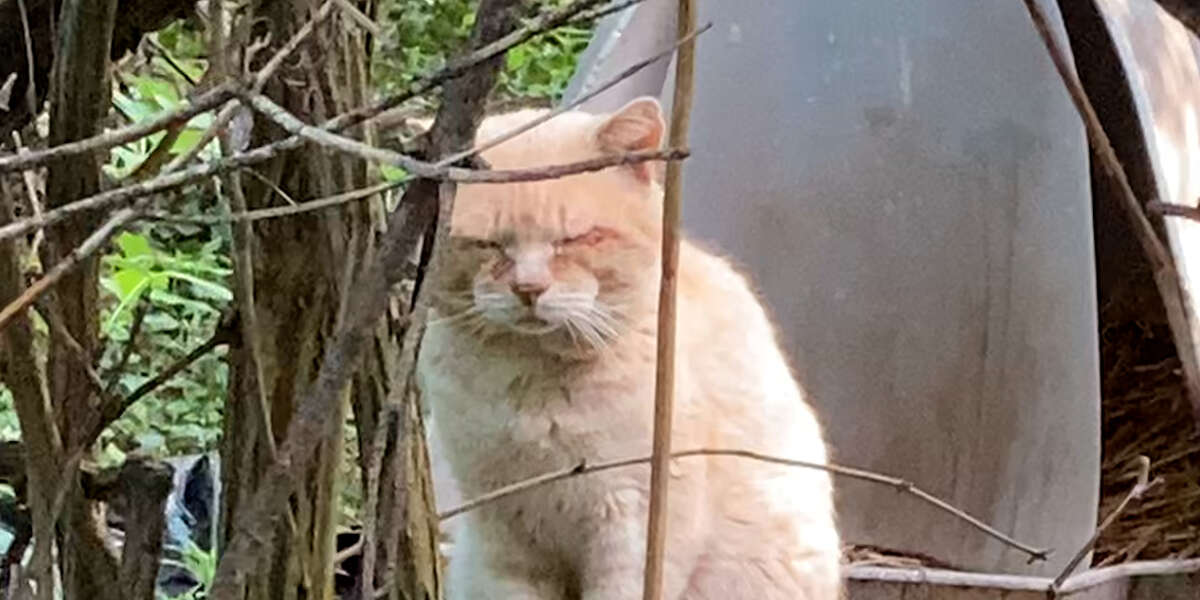 Stray Cat Left Behind When Family Moved Gets Rescued 6 Years Later