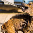 Aggressive 'Coyote' Dog Transforms Into A Fuzzy, Velcro Teddy Bear