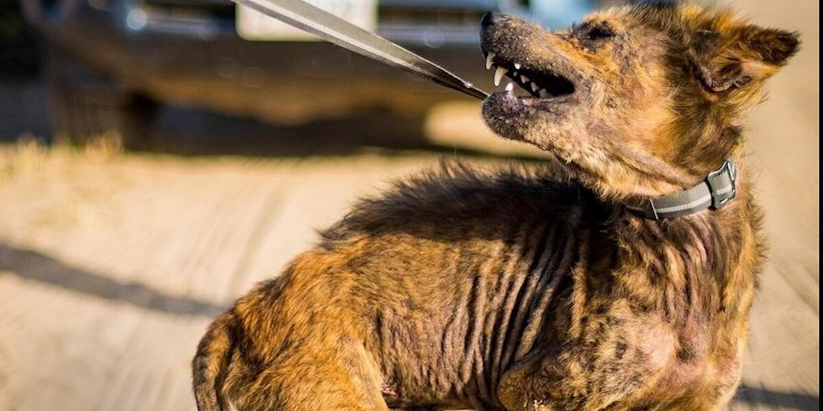 Aggressive 'Coyote' Dog Transforms Into A Fuzzy, Velcro Teddy Bear ...