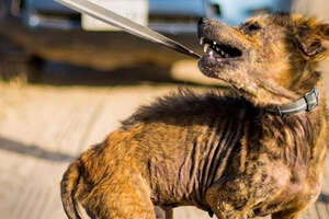 Aggressive 'Coyote' Dog Transforms Into A Fuzzy, Velcro Teddy Bear