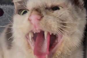 Watch The World's 'Most Vicious Cat' Melt When People Touch Him