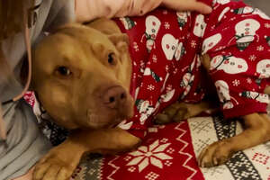 Let's Find This Dog A Home For The Holidays!