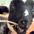 Lamb Who Couldn't Walk Runs Straight To The Kitchen For Food