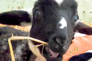 Lamb Who Couldn't Walk Runs Straight To The Kitchen For Food