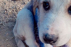 Couple Finds Tiny Puppy On A Mountain Covered In Blue "Paint"