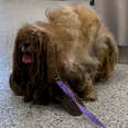 Dog Was So Matted It Looked Like He Had Six Legs