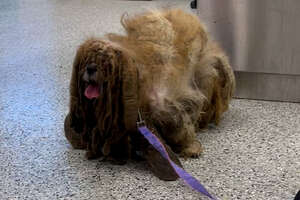Dog Was So Matted It Looked Like He Had Six Legs