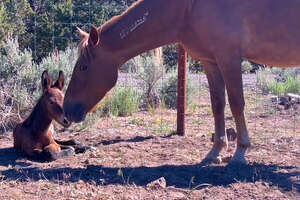 Rescued Wild Horse Gives Birth To A...😍
