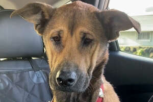 Dog Who Stared At The Wall For Weeks Finally Asks Mom For Pets