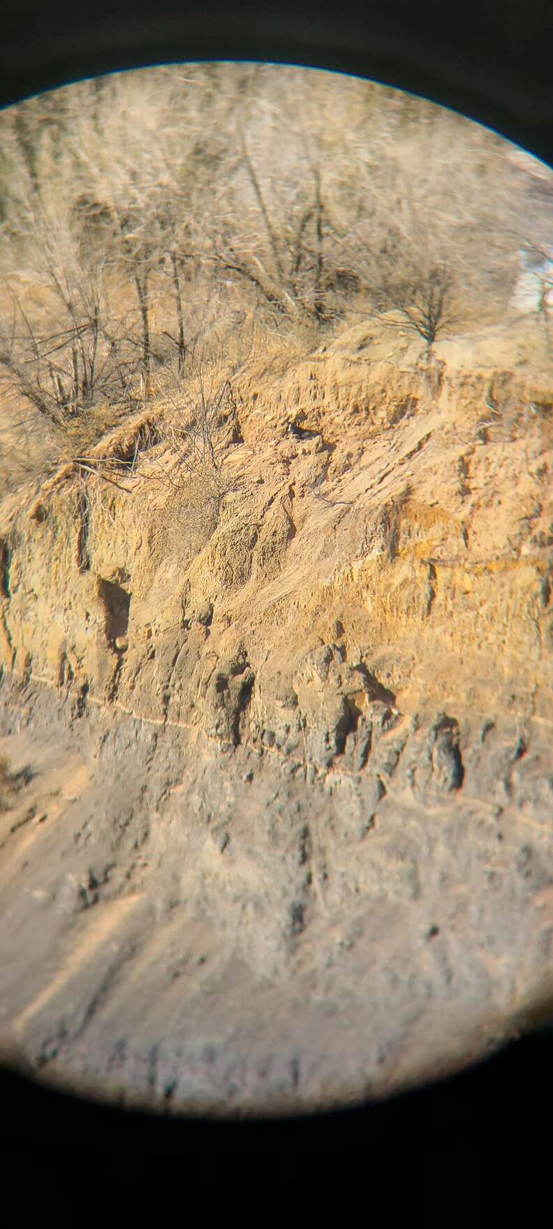 dog stuck on cliff
