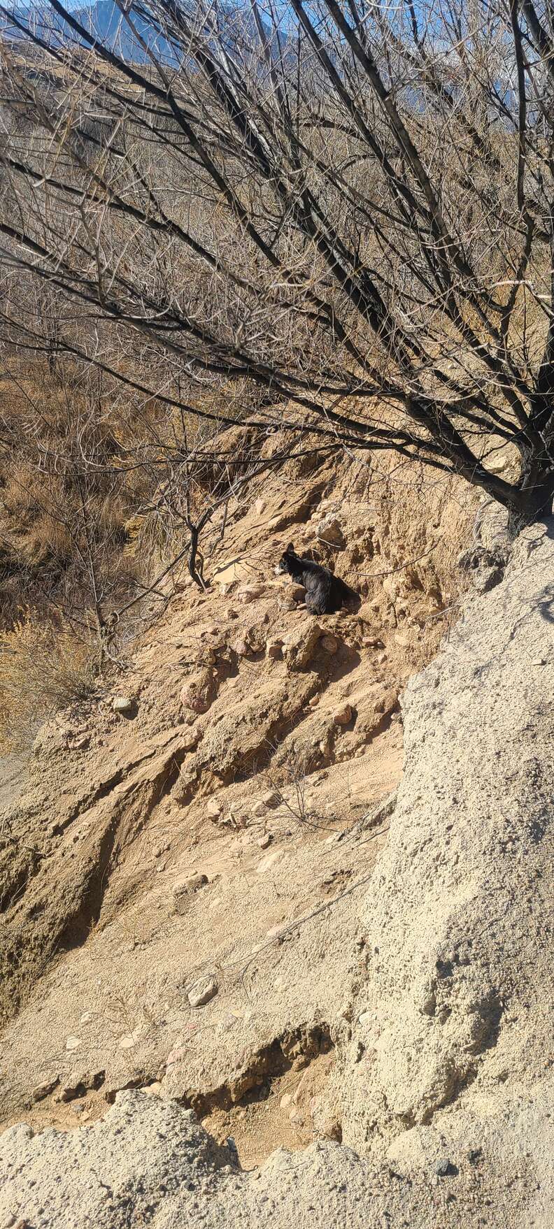 dog stuck on cliff