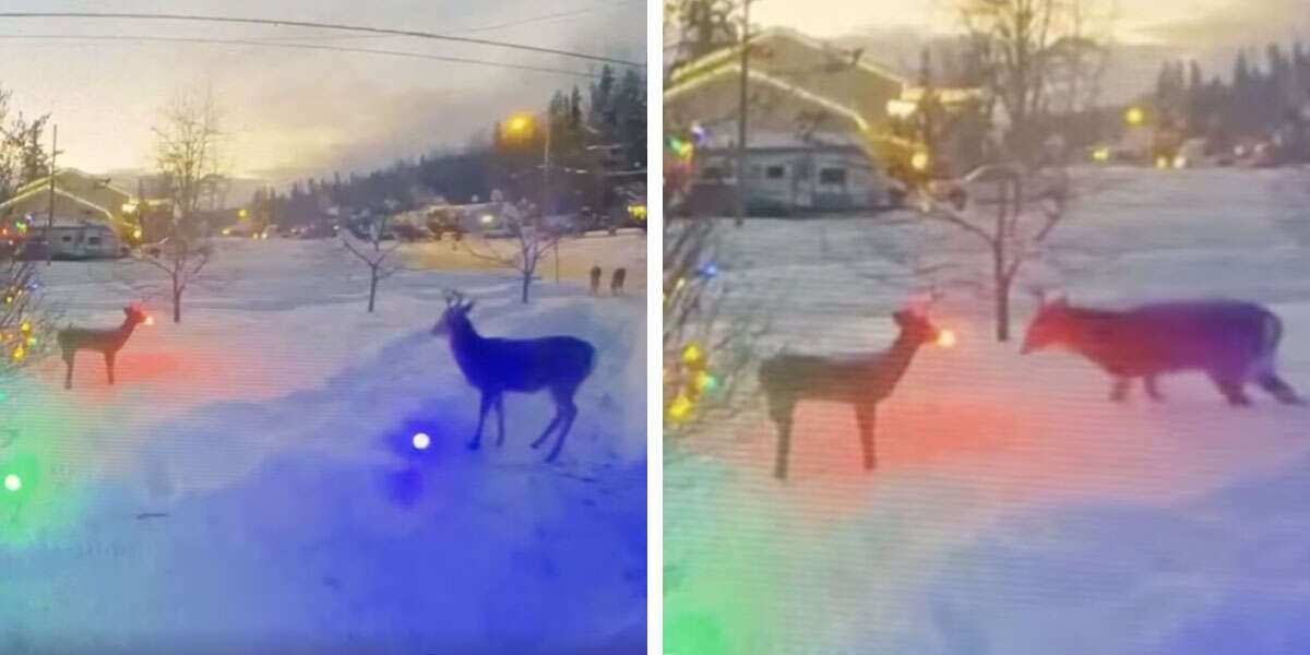 Deer Rudolph Through Window Real Deer Isn’t Amused By Rudolph Lawn Ornament - The Dodo