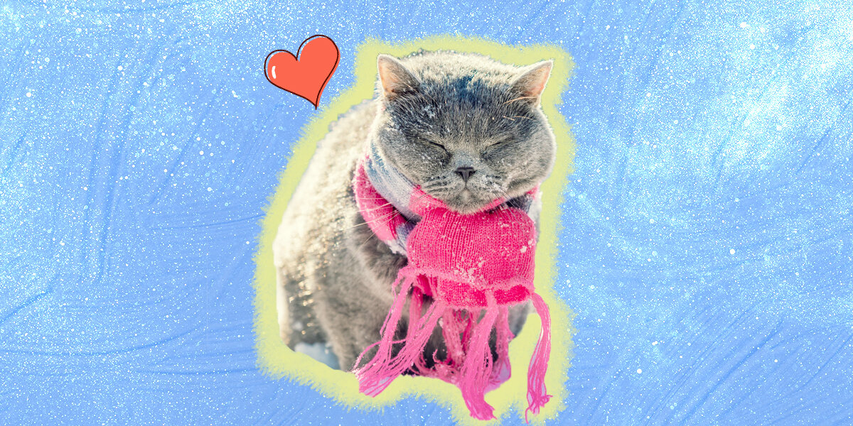 Cat cold to deals touch