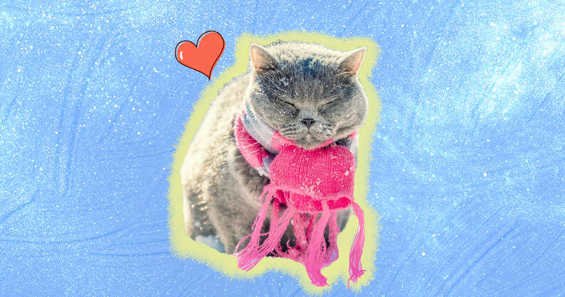 cat wearing a scarf