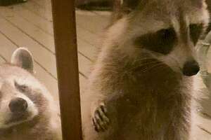 Wild Raccoon Introduces Woman To Her Daughter...And Granddaughter