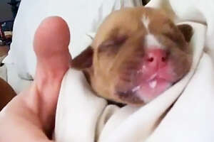 Three-Day-Old Rescue Pittie Needed To Be Bottle Fed 24/7