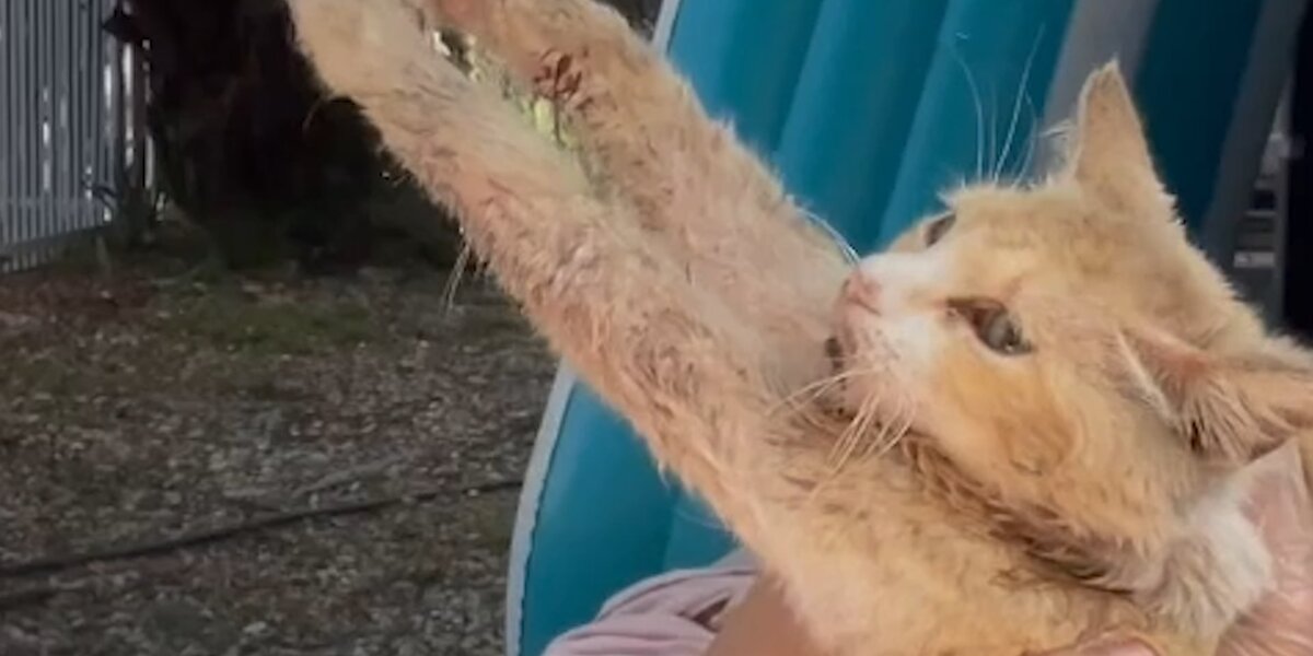 Street Cat Doubles In Size In A Month - Videos - The Dodo