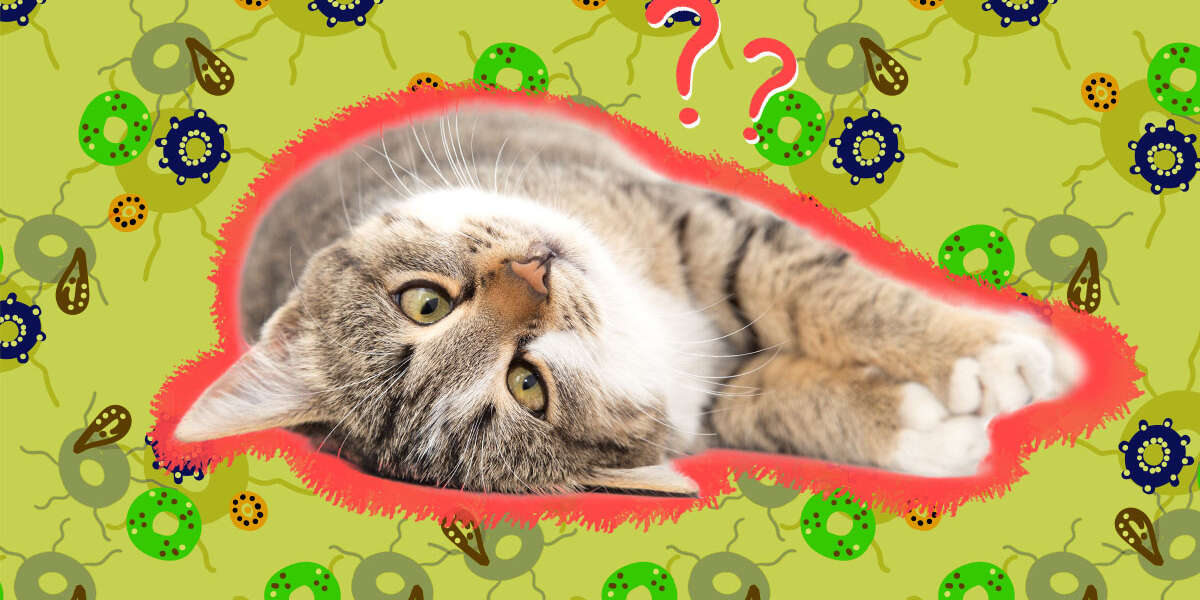 can dogs catch toxoplasmosis from cats