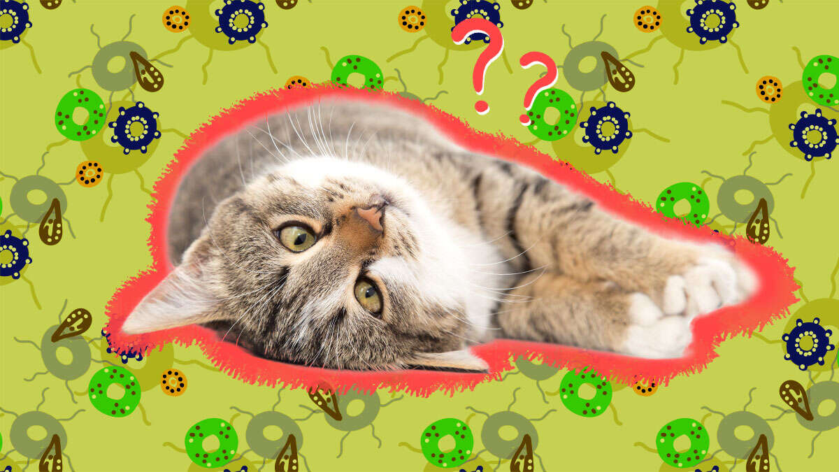 Can My Dog Get Toxoplasmosis From Eating Cat Feces