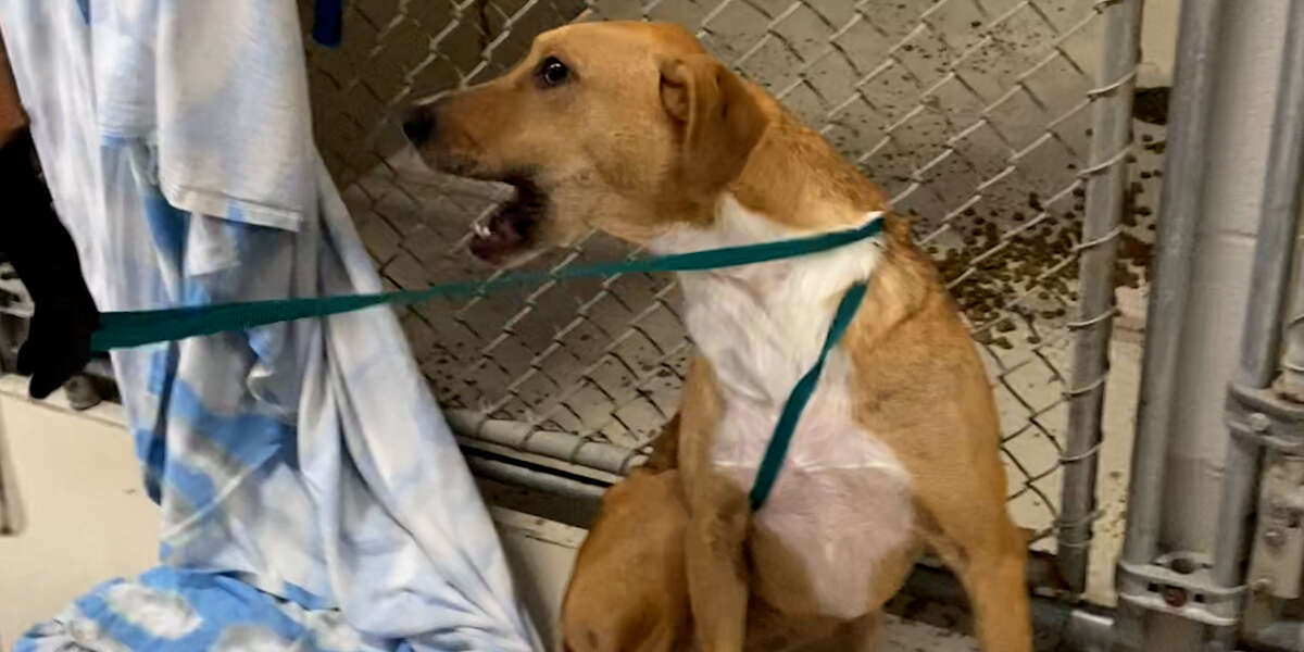 "Aggressive" Shelter Dog Finally Feels Safe - Videos - The Dodo