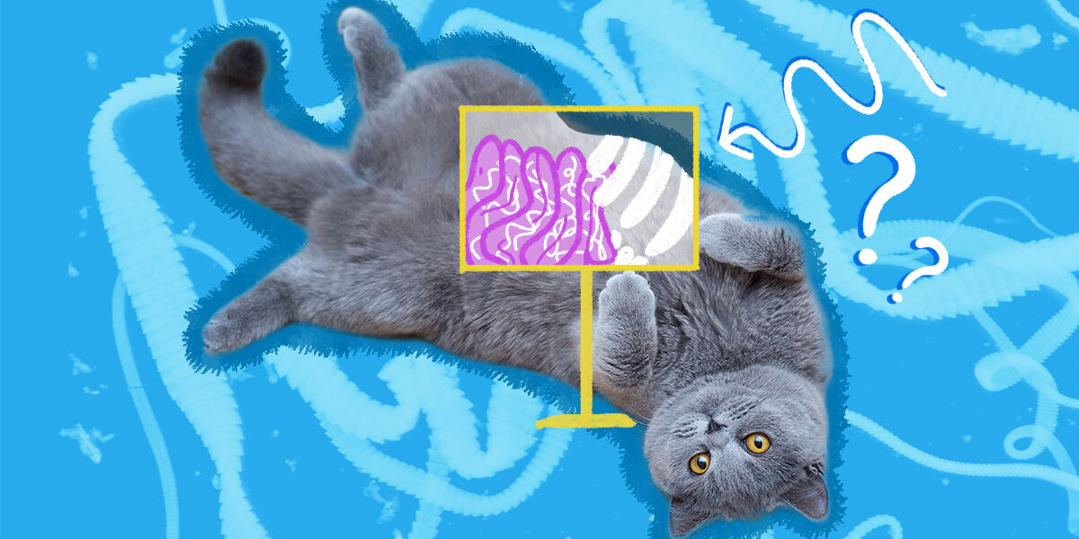 Over the counter tapeworm medication for cats best sale