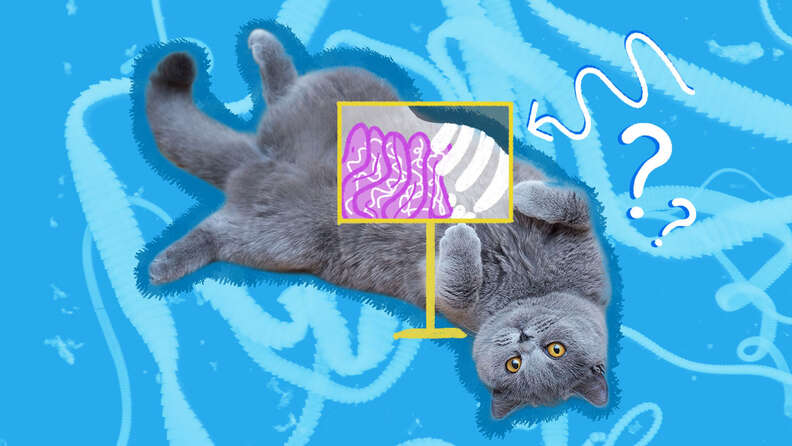 tapeworms in cats