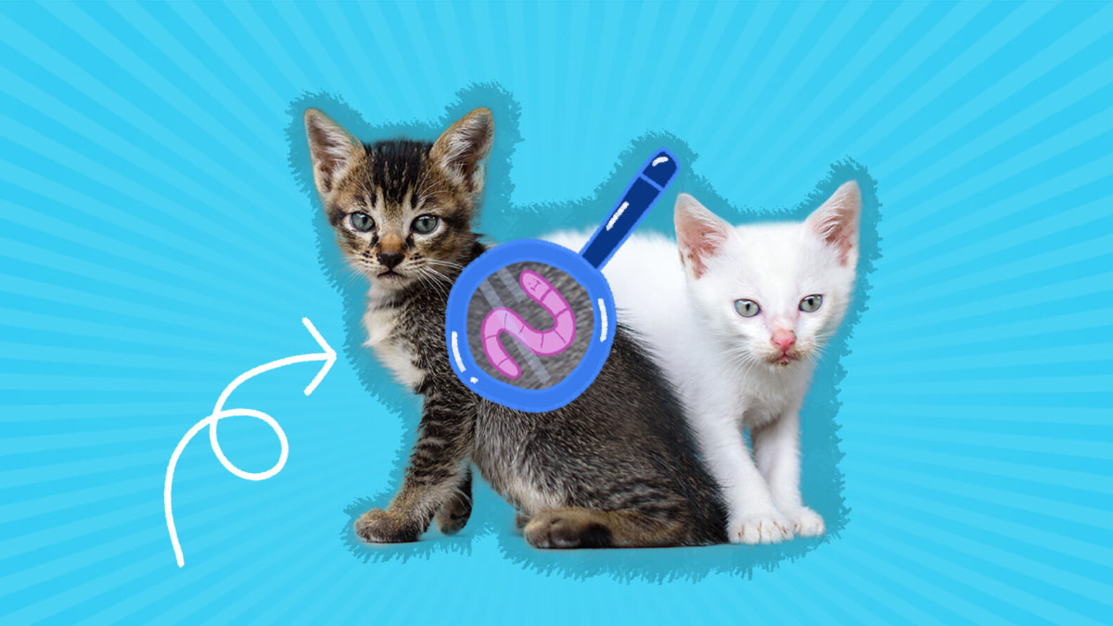 Roundworms In Cats Symptoms, Treatment And Prevention DodoWell The