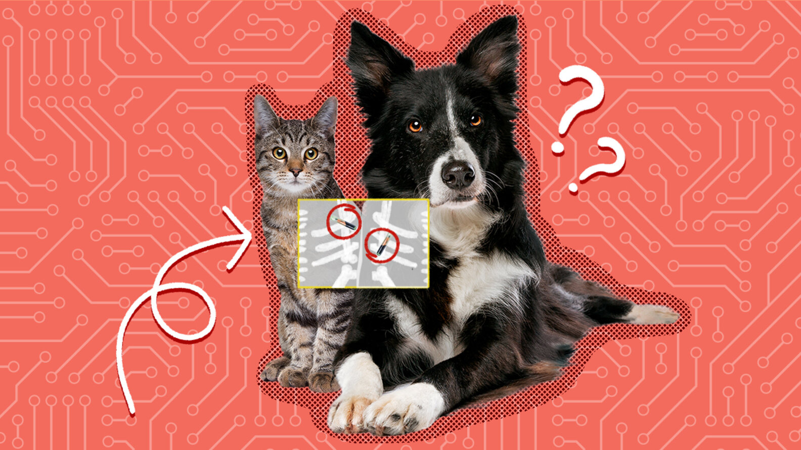 Microchipping Pets How It Works And What It Costs DodoWell The Dodo