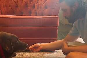 Chocolate Lab Growls At Her Foster Until…