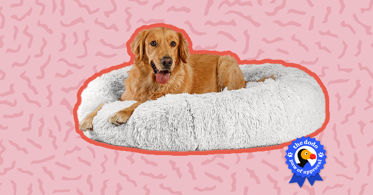 Best Friends By Sheri Calming Donut Bed Reviews Does It Calm Our Pets Paw of Approval The Dodo