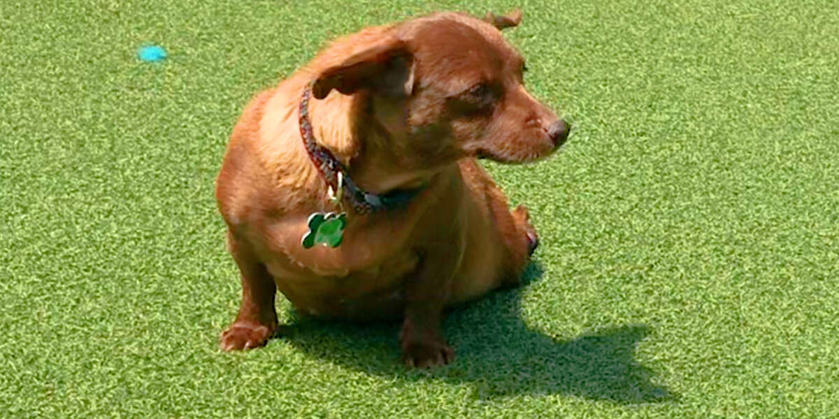 Paralyzed Dog Surprises Her Foster Mom By Climbing The Stairs Videos
