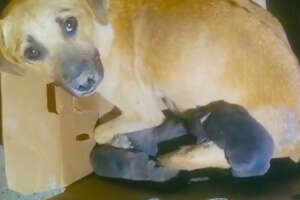 Momma Dog Has Her Babies In A Tiny Hole In The Ground