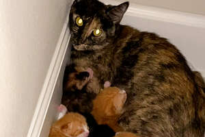 Woman Finds Stray Mama Cat And Kittens Outside Her Office