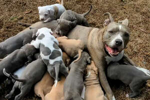 Couple Has No Idea Their Foster Dog Is Pregnant With Tons Of Puppies