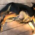 Pregnant Dog Raises An Incredible Amount of Puppies