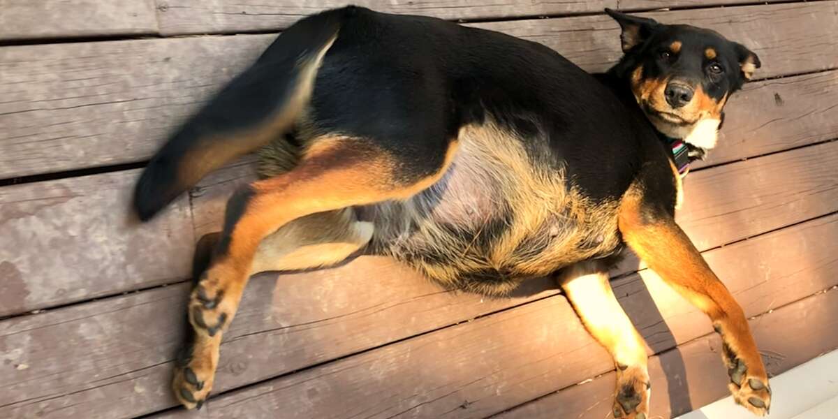 Pregnant Dog Raises An Incredible Amount of Puppies - Videos - The Dodo